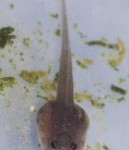 renacuajo