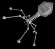 Un virus podría causar diabetes