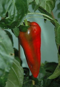 El pimiento, una ayuda para luchar con la diabetes